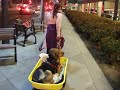 Dog being pulled in wagon