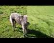 Deerhound running around (HD)