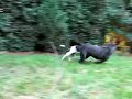 Arek and Luca are playing in the yard (Part 2) Arek and Luca are playing in the yard (Part 2)