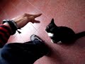 Puma Vs Vampiro
