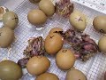 Pheasants Hatching!