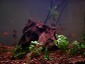 Barb Community tank 90G