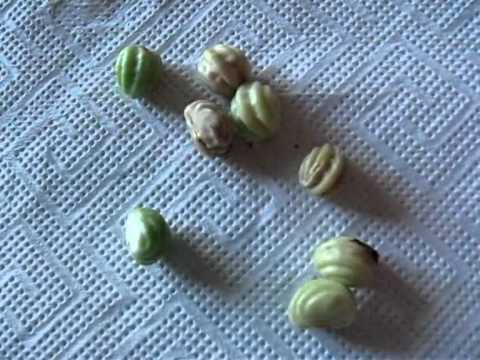 how to collect nasturtium seeds