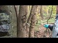 Taginator Graffiti Removal Demo from Tree in Wilmington, De.
