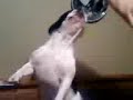 french bulldog 3 french bulldog 3