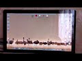 Click here to watch this video Восстановление окон в Finder. Глюк OS X Lion 10.7.4