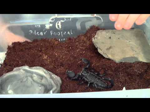how to care for a emperor scorpion