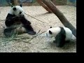 Mom & Baby Giant Pandas at Zoo Atlanta with Bamboo