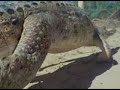 interior crocodile alligator