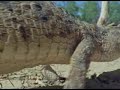 interior crocodile alligator
