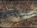 interior crocodile alligator