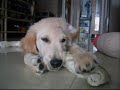 Dino the Golden Retriever - Into Something Good