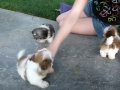 Teacup Shih tzu Puppies
