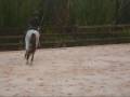 videos de Valiente Zorro 2009