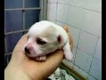 12 days old Chihuahua puppies open eyes 12 days old Chihuahua puppies open eyes