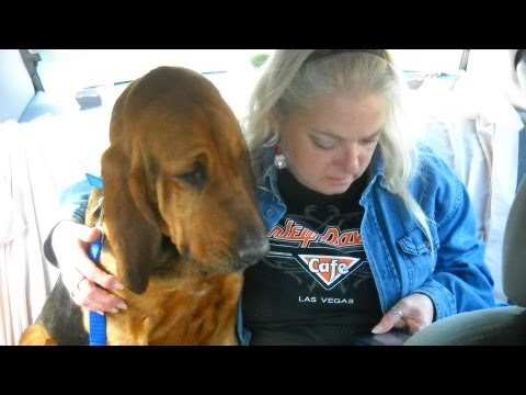 dogs at the holidays - Rescue Dogs Transport Miss Loretta Finds Her Forever Home For The Holidays 2012 http://www.youtube.com/user/RickKennedyFilms?feature=mhee.