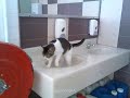 Cat wee wee in basin