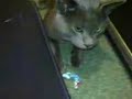 Russian Blue cat attacking the rug