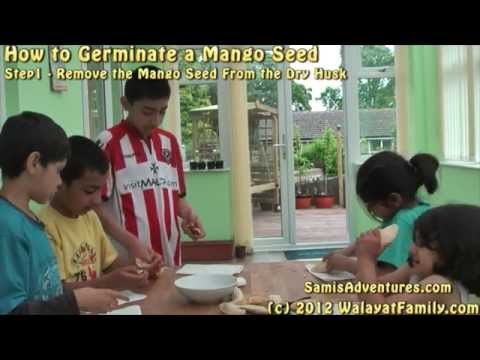 how to grow mango from seed in u.k
