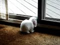 Bunny Napping Bunny Napping