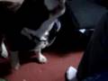 Bruno Barking