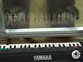 River Otters Play Piano Duet