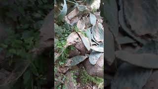 قرية المنصوره المهجره. قبالة قرية عيثا الشعب اللبنانيه..الجليل الاعلى قرية المنصوره المهجره. قبالة قرية عيثا الشعب اللبنانيه..الجليل الاعلى