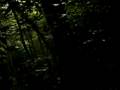 REAL BIGFOOT ATTACKS in Japan!!!