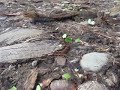 Costa Rica Antz