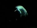 10 - Korn Live Moline IL 1996 Faget