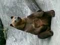 videos de BEAR female doing good to herself