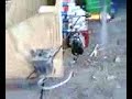 CRRC Pro 26cc Break In
