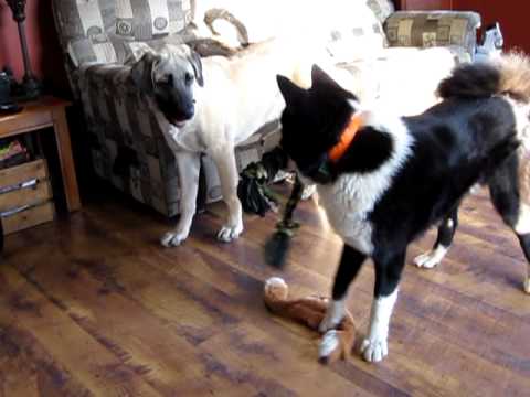 fünf kangal