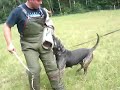 Hundesport VPG IPO Mondioring KNPV Schutzhund Schutzdienst Hundesport VPG IPO Mondioring KNPV Schutzhund Schutzdienst