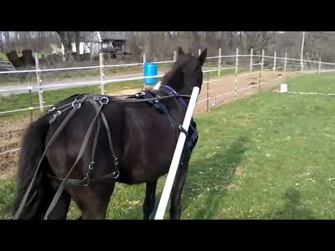 how to drive a horse
