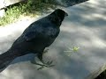 relentless raven relentless raven