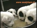 Sealyham Pups 4 weeks old Sealyham Pups 4 weeks old