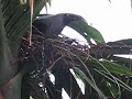 Nesting Crow