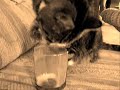 plea for a cat named virtute