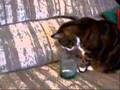 plea for a cat named virtute