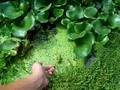 Frop attack!