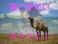 ラクダ動画