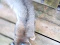 Bobcat