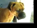 OSCAR THE ABANDONED