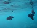 snorkeling manele bay black fish