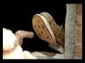 beatrix potter attraction 6