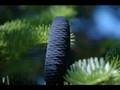 Love, Genius and Pine cones.