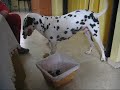 Concha y su cesta de juguetes def.wmv Concha y su cesta de juguetes def.wmv