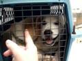 videos de Dog Whisperer