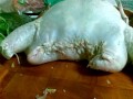 noche vieja2..preparando la cena 2